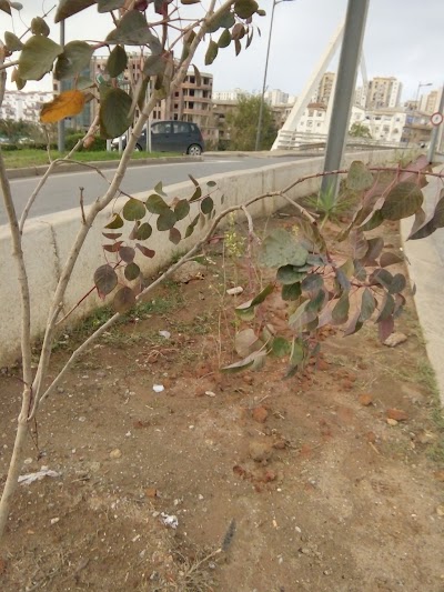 Photos of Cit&eacute; Mokhtar Zerhouni