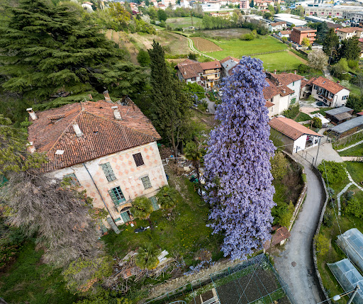 Il Glicine di Olgiate - Thumbnail