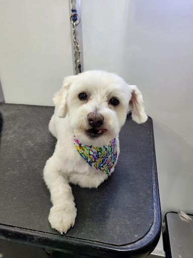 Lovely Lucy’s Dog and Cat Grooming - Thumbnail