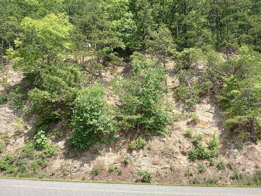 Pine Tree Overlook - Visual