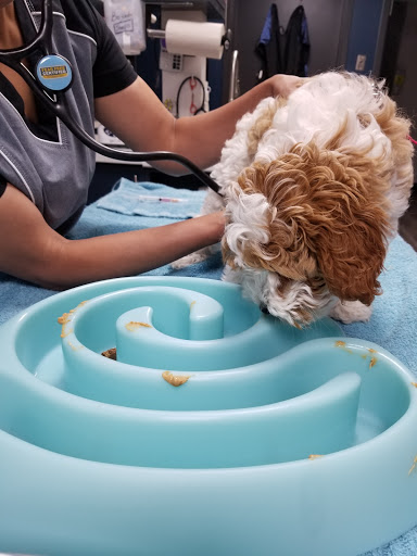 Balmy Beach Pet Hospital - Thumbnail