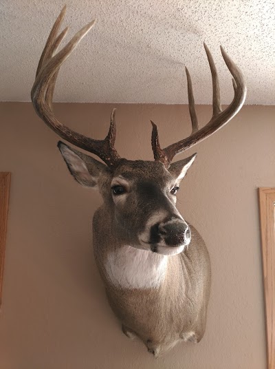 NORTH ANTLER TAXIDERMY