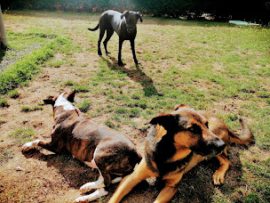 Photo n°2 de BIEN DANS MA TRUFFE à Rocheservière (Pension pour chiens)