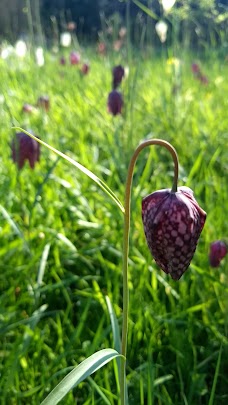 Docwra’s Manor Garden cambridge