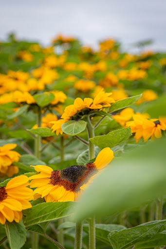 Poplar Farm Flowers Ltd - Thumbnail