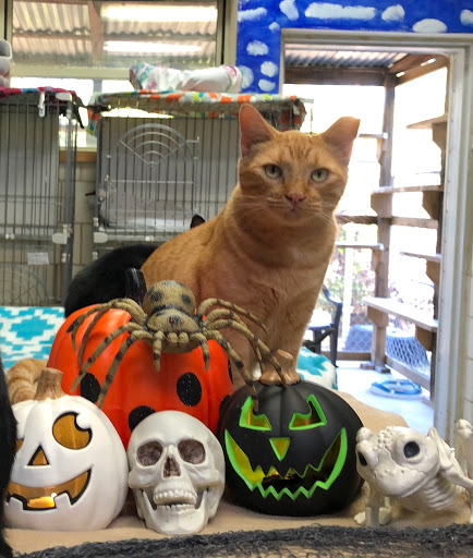 Lifelong Friends Pet Adoptions (open by appointment only) - Thumbnail