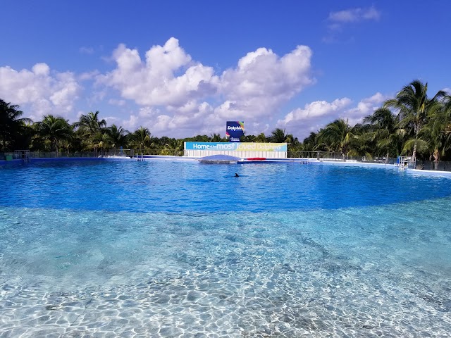 Dolphin Discovery Playa del Carmen Maroma