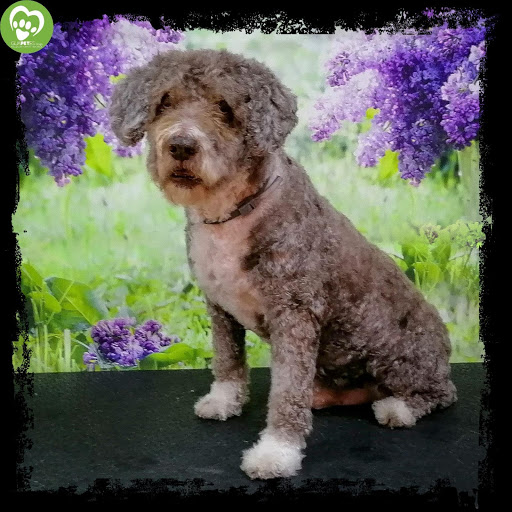 Guapetes Dogs - Thumbnail