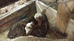 Photo n°4 de Vente produits fermier GAEC ST BARNABÉ à Coursegoules (Ferme)