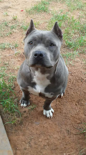 Silsbee Animal Clinic - Thumbnail