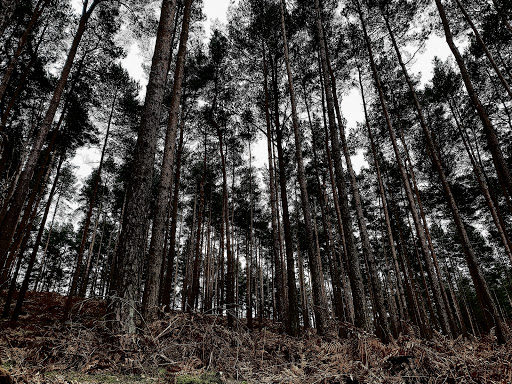 Parking layby for RSPB Farnham Heath - Thumbnail