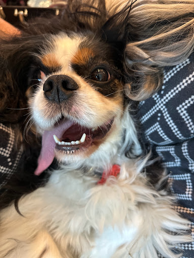 Smile4pet Gallery - United States