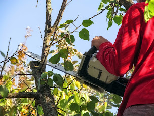 Photo n°7 de Espace vert à Cognac (Paysagiste)