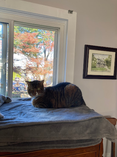 VCA Roberts Animal Hospital - Thumbnail