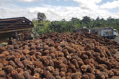 Photos of EXTRACTORA DE ACEITES ACEITPLACER S.A.