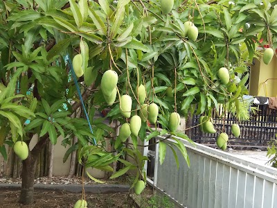 Photos of Jasmine City Garden