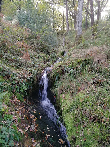 Ceunant Llennyrch National Nature Reserve - Thumbnail