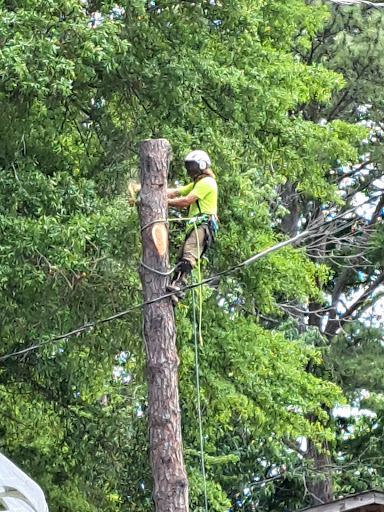 Donatelli Tree Services LLC - Thumbnail