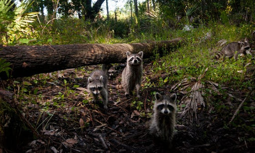 Wildlife Habitat Trail - Thumbnail