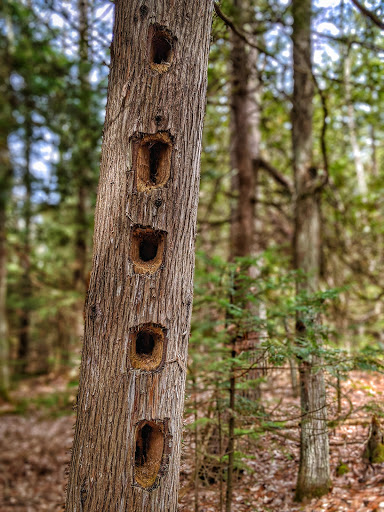 Round Lake Nature Preserve - Thumbnail