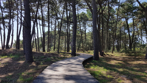 Celtic pine forest - Visual