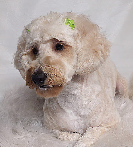 B-Stylin' Pets Mobile Salon llc. - Thumbnail