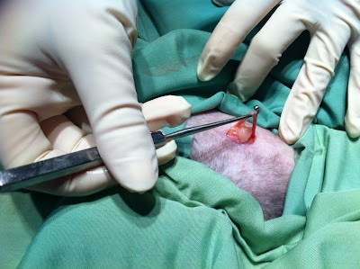 veterinary-care