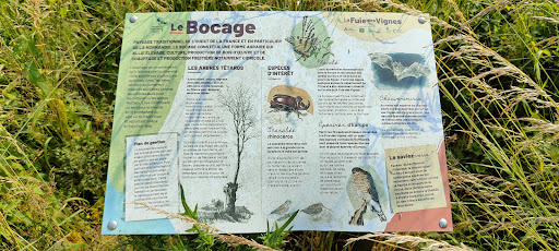 La fuie des vignes - Thumbnail