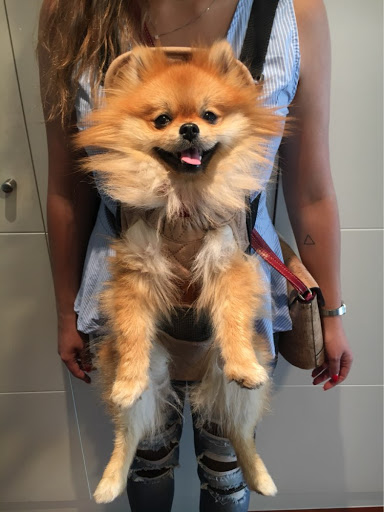 Frenchie Paradise - Visual