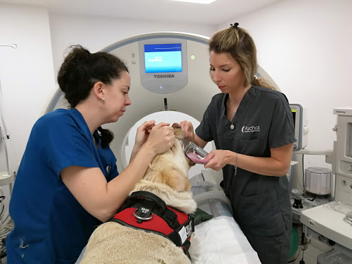 Hospital Veterinario Puchol 🏥 Urgencias 24 horas