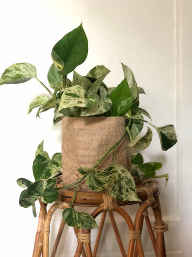Hello Botanical - Visual