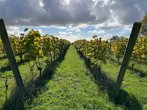 Hällåkra Vineyard - Visual