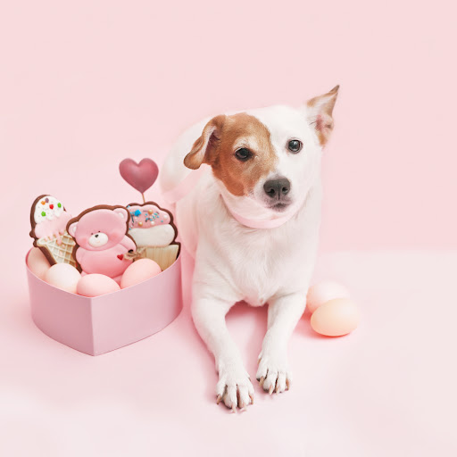 Paw Bakery