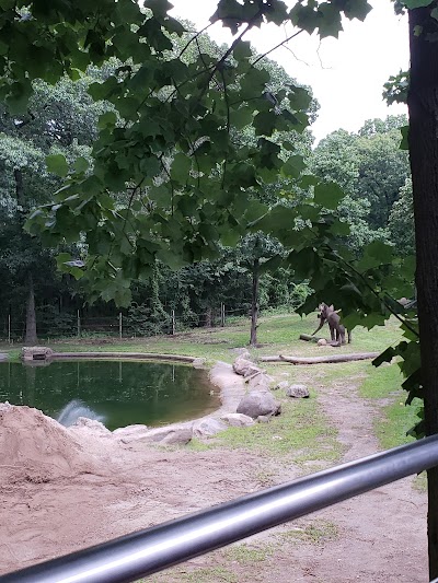 Asian Elephants, Bronx Zoo