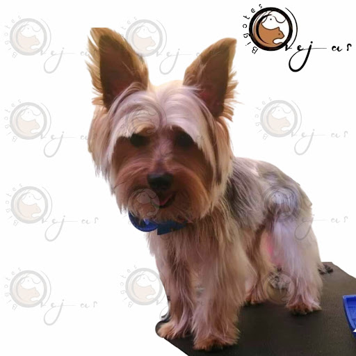 Orejas y Bigotes - Estetica canina y venta de accesorios para mascotas. - Thumbnail