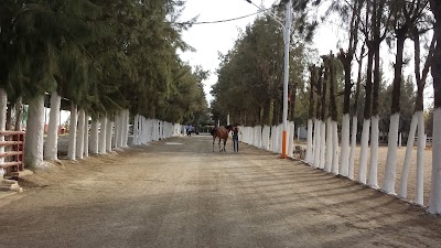 Photos of Club Hippique Mitidja Blida
