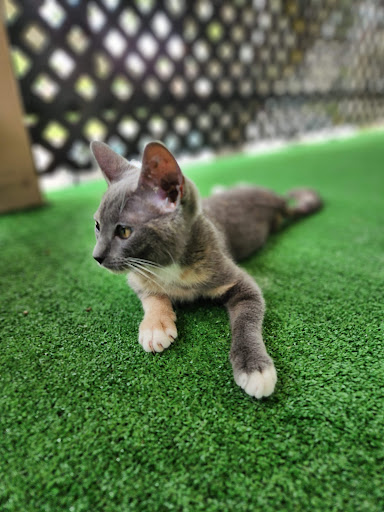 PetWorks Express - Visual