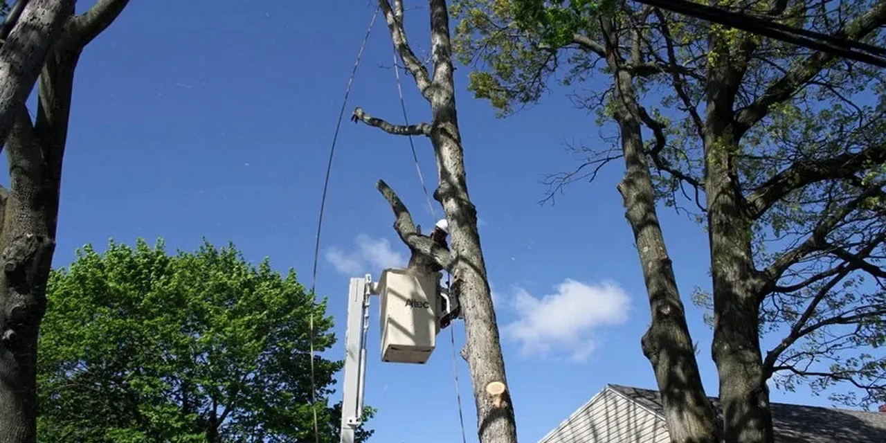Bethpage Tree Service