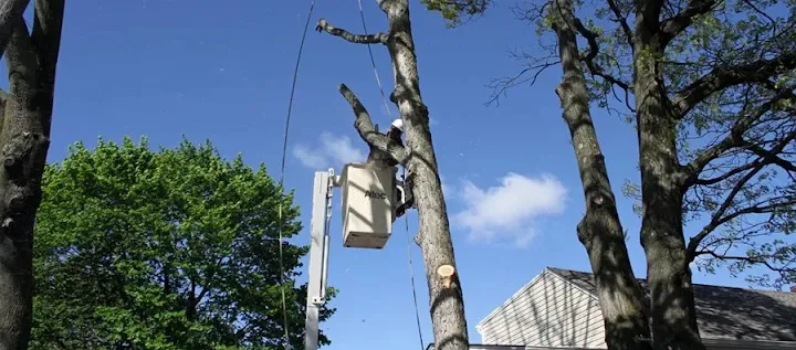 Bethpage Tree Service