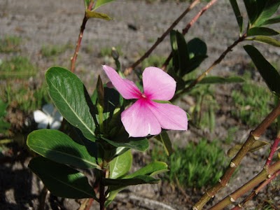 Samsons Island Nature Park