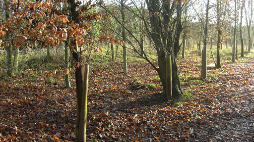 Leedam Natural Burials - Thumbnail