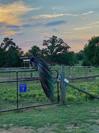 Sunshine Acres Ranch