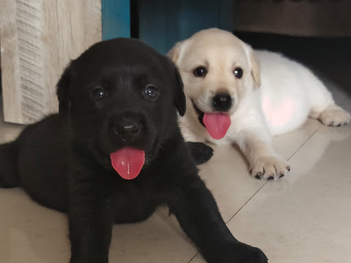 Show quality Labrador male  puppy  post image