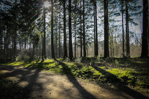 Wekeromse Zandverstuiving - Thumbnail