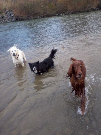 The Dog Walker - Thumbnail