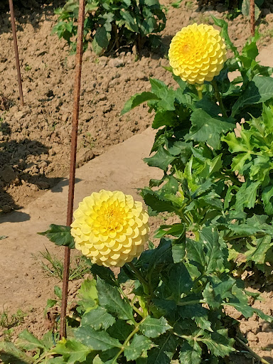 EMDV - Eerste Maastrichtse Dahlia Vereniging - Thumbnail