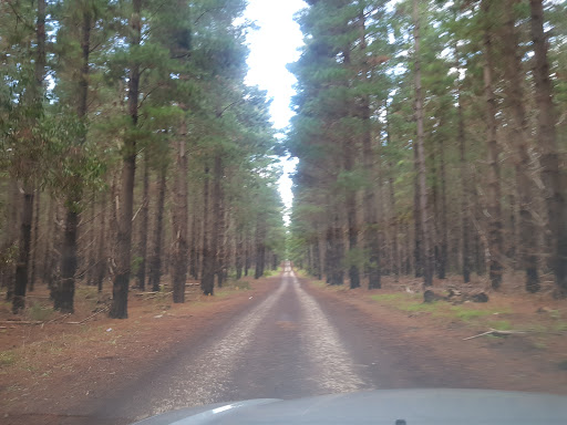 ForestrySA - Thumbnail