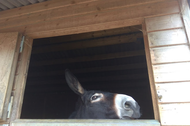 Visit Hopefield Animal Sanctuary On Your Trip To Brentwood