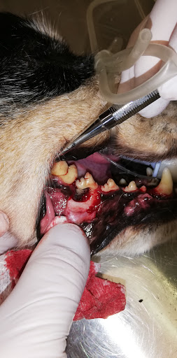 Clínica Veterinaria Jaume Pons