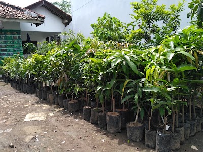 Photos of Jual Bibit Buah Unggul & Bergaransi - TanamanMart.com